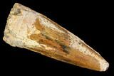 Spinosaurus Tooth - Real Dinosaur Tooth #110329-1